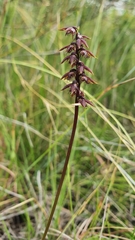 Genoplesium acuminatum