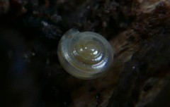 Vitrea contracta