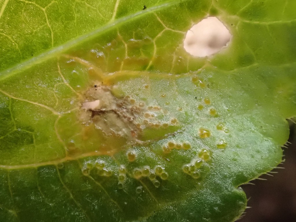 Synchytrium mercurialis