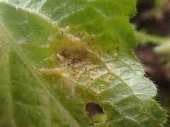 Synchytrium mercurialis