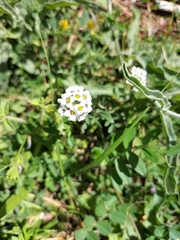 Lobularia maritima