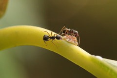 Dolichoderus thoracicus