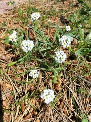 Lobularia maritima