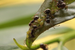 Dolichoderus thoracicus