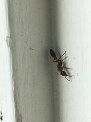 Pseudomyrmex gracilis