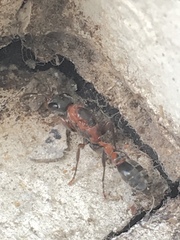 Pseudomyrmex gracilis