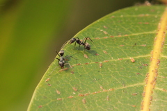 Iridomyrmex anceps
