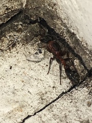 Pseudomyrmex gracilis