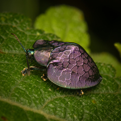 Cyrtonota