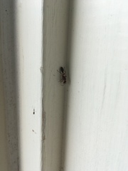 Pseudomyrmex gracilis