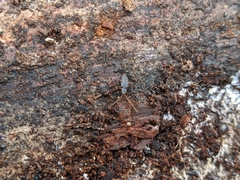Uleiota truncata