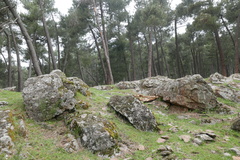 Narcissus triandrus pallidulus