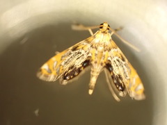 Nymphicula