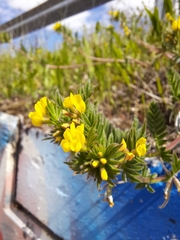 Ornithopus compressus