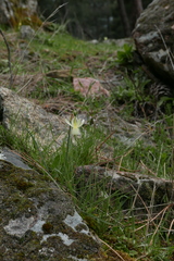 Narcissus triandrus pallidulus
