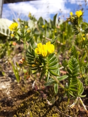 Ornithopus compressus