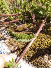 Ornithopus compressus