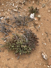 Tridentea gemmiflora