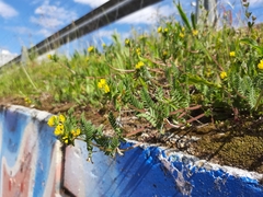 Ornithopus compressus