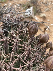 Tridentea gemmiflora