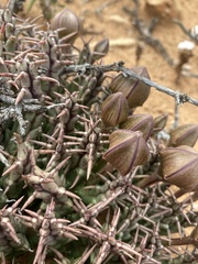 Tridentea gemmiflora