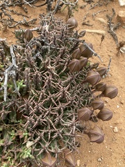 Tridentea gemmiflora