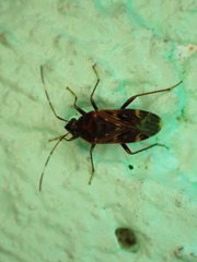 Neolethaeus