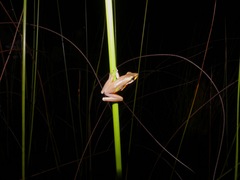 Litoria olongburensis