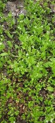 Stellaria media