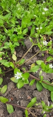 Stellaria media