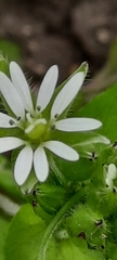 Stellaria media