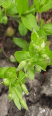 Stellaria media
