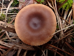 Lactarius sphagneti