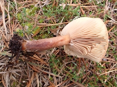 Lactarius sphagneti