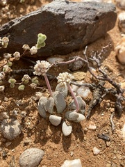 Crassula tecta