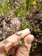 Trifolium arvense