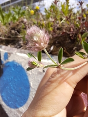 Trifolium arvense
