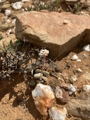 Crassula tecta