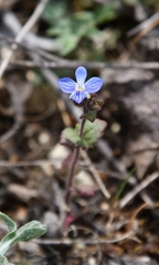 Early Speedwell (Veronica praecox)