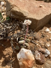 Crassula tecta