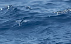 Exocoetidae
