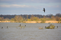 Phalacrocorax carbo