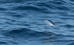 Cheilopogon melanurus