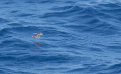 Exocoetidae