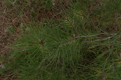 Leucaspis pini