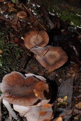 Armillaria hinnulea