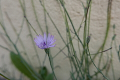 Lactuca tenerrima