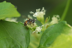 Paragus serratus