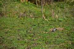 Motacilla alba