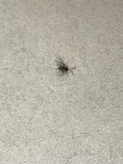 Evania appendigaster